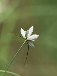 Image result for Cyperus pectinatus