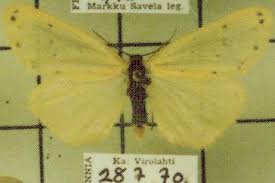 Image result for Setina roscida