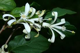 Image result for Turraea wakefieldii