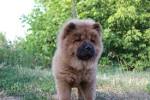 Chow Chow Puppies for Sale - Chow Chow Dog Breed Info ...