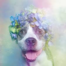 Famous quotes | the ultimate list of wise words to share. Artist Photographs Pit Bulls In Floral Crowns To Show Their Softer Side And Encourage Adoption Bored Panda
