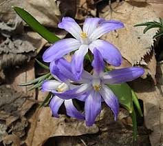 Image result for Scilla benguellensis