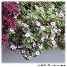 Spread fertilizer around the plant to. Floridata Catharanthus Roseus Periwinkle Flowers Planting Flowers Arizona Gardening