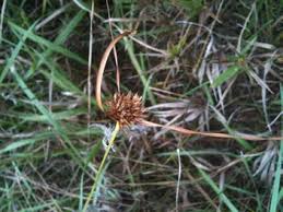 Image result for Pycreus melas