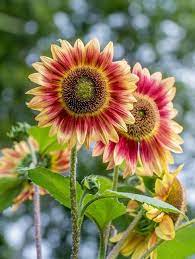 Plan For Summer Color In The Garden Plants Garden Activities Trees To Plant