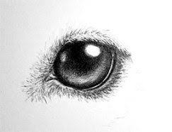 Apr 24, 2021 · cats (felis catus), often referring to as domestic or house cats, are small carnivorous mammals that are typically domesticated as pets by humans. Easy To Draw Dog Eyes Novocom Top