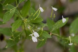 Image result for Rhinacanthus zambesiacus
