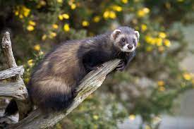 What Is The Natural Habitat Of A Ferret Mystart