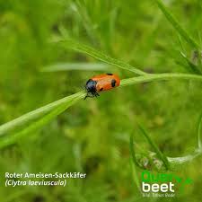 Wenn die ameisen in ihrem garten langsam lästig werden, müssen dauerhafte abhilfe schaffen einfache kontaktgifte nicht: Querbeet Habt Ihr Diesen Kafer Schonmal Bei Euch Im Garten Entdeckt Ein Zu Gross Geratener Marienkafer Konnte Man Auf Den Ersten Blick Vermuten Aber Das Hier Ist Der Rote Ameisen Sackkafer Clytra