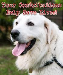 Majesta great pyrenees majesta great pyrenees p.o. Great Pyrenees Rescue Society Home