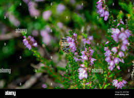 Image result for cornish black bee