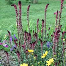 Image result for Lysimachia angustiloba