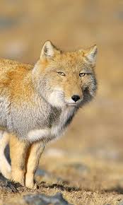 Pin By Josh Skipper On Animals Tibetan Fox Fox Animals Beautiful