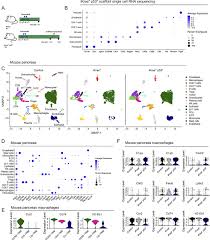 If a woman has not been previously diagnosed with ovarian cancer, high levels indicate further testing is needed to make a diagnosis. Pancreatic Cancer Is Marked By Complement High Blood Monocytes And Tumor Associated Macrophages Life Science Alliance