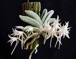 Image result for Summerhayesia zambesiaca