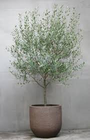 Pin By Thora Petursdottir On Garden Potted Olive Tree Potted Trees Indoor Olive Tree