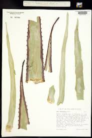 Image result for Aloe luapulana