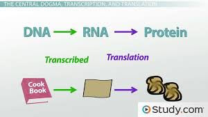 Protein Synthesis In The Cell And The Central Dogma