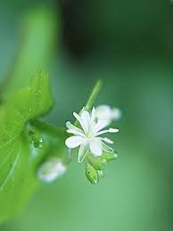 pin by stephen chen on 雙子葉十字花科碎米薺屬cardamine腎葉碎米薺 plants flowers