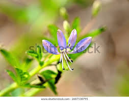 Image result for Cleome rutidosperma