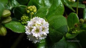 Image result for Boerhavia