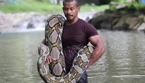 Jun 02, 2021 · seekor ular sawa sepanjang enam meter ditemui di dalam enjin kereta di sebuah bengkel di kampung batu 25, pekan nanas, dekat pontian malam tadi. Cik Kiah Ular Sawa Terbesar Asia Sahih