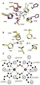 The mononuclear metal center of type-I dihydroorotase from aquifex aeolicus 