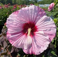 Image result for Hibiscus subreniformis