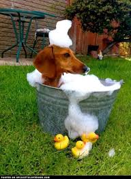 Epsom Salt Baths For Health And Beauty Weenie Dogs Dachshund Wiener Dog
