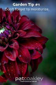 Garden Tip 1 Don T Forget To Moisturize In 2020 Gardening Tips Garden Tags Summer Flowers