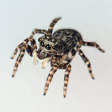 Check spelling or type a new query. Pine Cones Yield A Spider First For North America Burke Museum