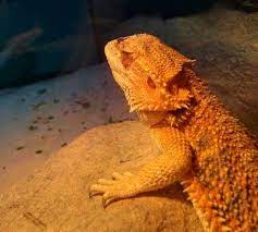 Is My Bearded Dragon Dead Or Dying Signs And Death Causes