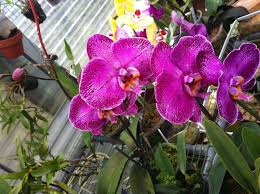 Maybe you would like to learn more about one of these? Orchid From Friends Yard In Tampa Fl Orchid Photography Orchids My Flower