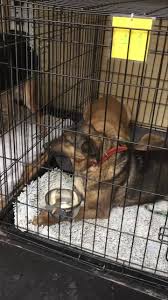 Small gestures can save lives. Asociatia Save Hope For Dogs Save Romanian Strays Home Facebook