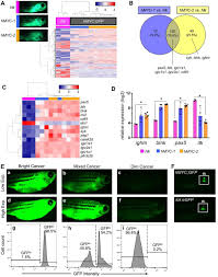 Studies of clearance rates of radiolabeled igg. Simultaneous B And T Cell Acute Lymphoblastic Leukemias In Zebrafish Driven By Transgenic Myc Implications For Oncogenesis And Lymphopoiesis Biorxiv