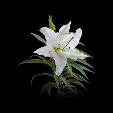 百合 ユリ の花言葉 季節 画像 英語 西洋の花言葉 E恋愛名言集