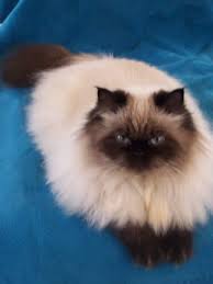 Lilac Point Birman Kittens For Sale Seal Point Himalayan Cat Seal Point Https Www Facebook Com Catsrpeopletoo Cute Cats Cute Animals Cat Breeds
