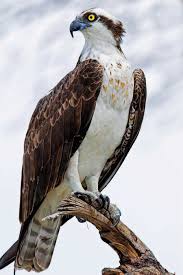 Birds That Look Like Eagles In Florida Pin By Marcia Mckinnon On Inland Lakes Birds Of Prey Wild Birds Beautiful Birds
