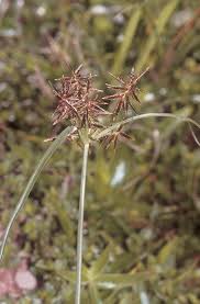 Image result for Cyperus amauropus