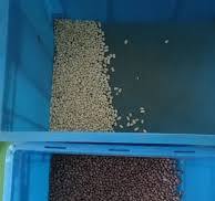 CCD Kidney Bean Color Sorter Machine Color Sorting Machine ...