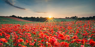 You can make solstice sun tea by adding edible flowers and herbs to a jar filled with water, then leave it out in the sun to steep. What Is The Summer Solstice When Is The First Day Of Summer 2019
