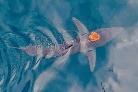 Octopus Expert Reacts to Viral Octopus Riding a Shark (and More) -  OctoNation - The Largest Octopus Fan Club!