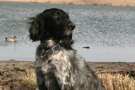 A long haired dachshund is your companion and loyal family dog; Breed Profile The Large Munsterlander