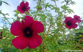 Image result for Hibiscus cannabinus