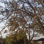 Image result for Lannea discolor