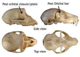 Postorbital Bar - An Overview | Sciencedirect Topics