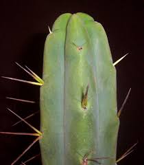 Huaraz (kk2152), ancash, northwestern peru. Trichocereus Bridgesii Echinopsis Lageniformis Mega Page