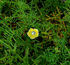 Image result for Xenostegia medium