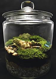 Baby Terrarium Fairy Terrarium Moss By Terrasphereterrarium Fairy Terrarium Moss Terrarium Terrarium