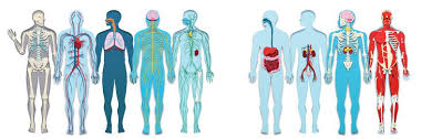 These neurons receive and transfer messages and help the nervous system to interact with other systems in our body. Lembahsafarihotel Which Four Body Systems Interact To Allow A Person To Sneeze Human Body Systems The Immune System Is A Network Of Cells Tissues And Organs That Work Together To